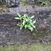 Weeds growing in a wall by arthurclark