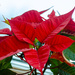 Poinsettia by elisasaeter