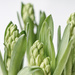 Hyacinths by atchoo