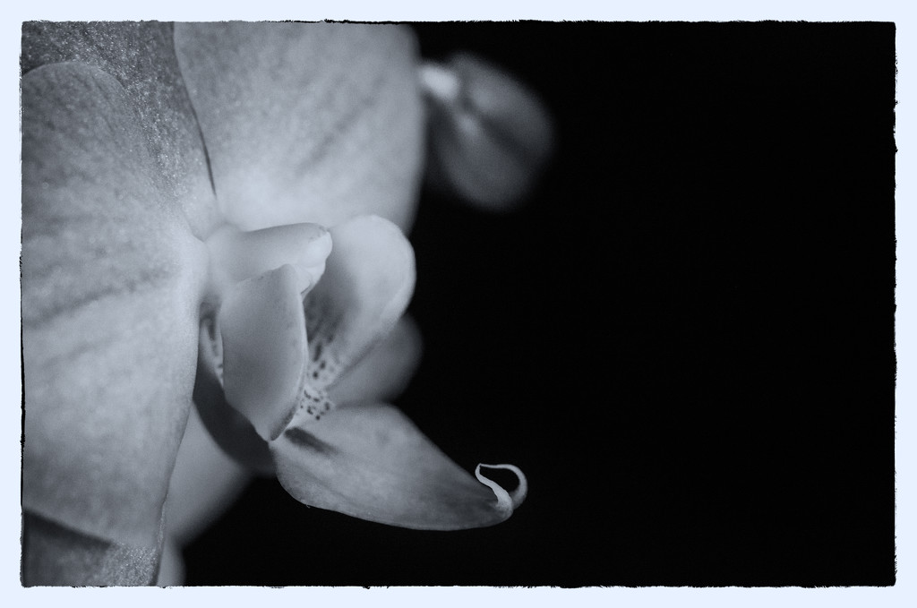 Mono Orchid by fbailey