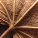 Dry Leaf by imnorman