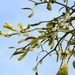 Mistletoe by julienne1