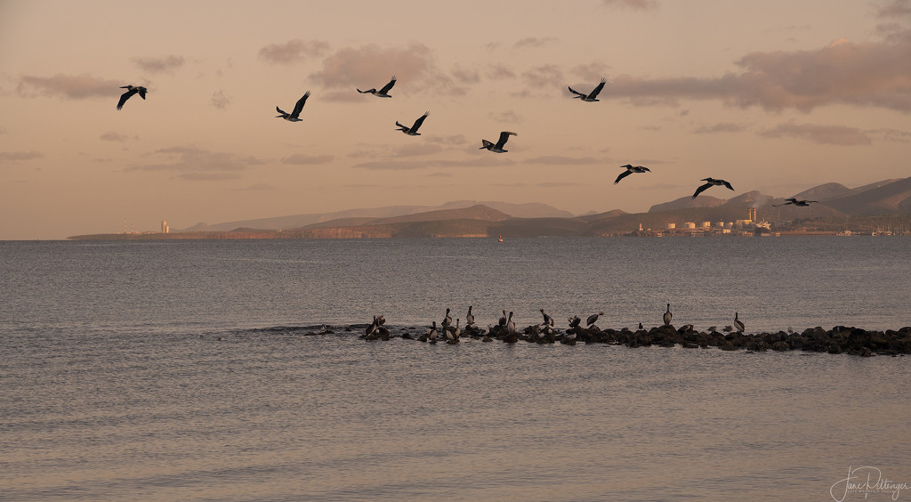 La Paz Pelicans by jgpittenger
