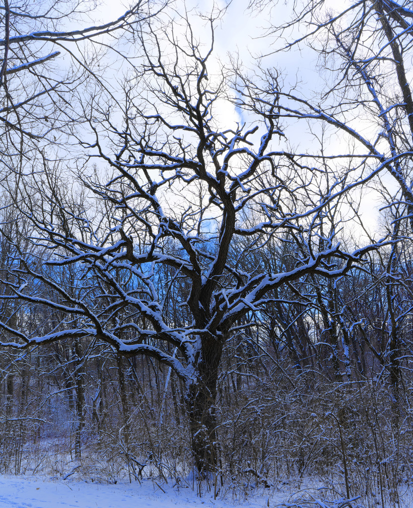 snow tree by rminer