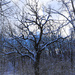 snow tree by rminer