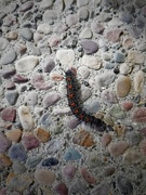 4th May 2017 - Caterpillar