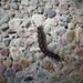 Caterpillar by melinareyes