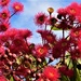   Red Flowering Gum Tree ~ by happysnaps