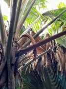 13th Jan 2019 - Male palm tree. 