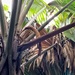 Male palm tree.  by cocobella