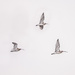 Three curlews by inthecloud5