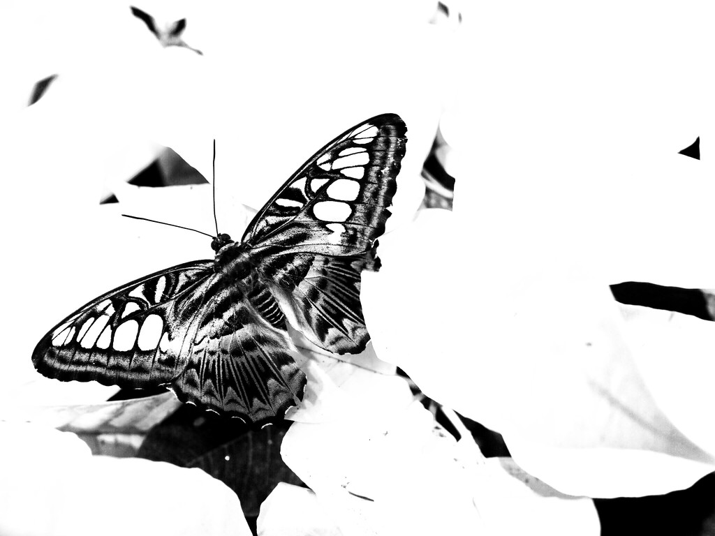Butterfly by ramr