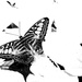 Butterfly by ramr