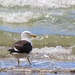Black back gull by kiwinanna