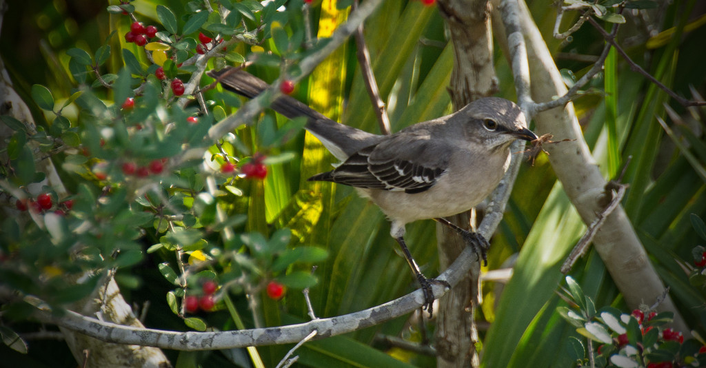 Mockingbird With a Snack! by rickster549
