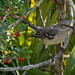 Mockingbird With a Snack! by rickster549