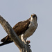 Osprey With it's Lunch! by rickster549