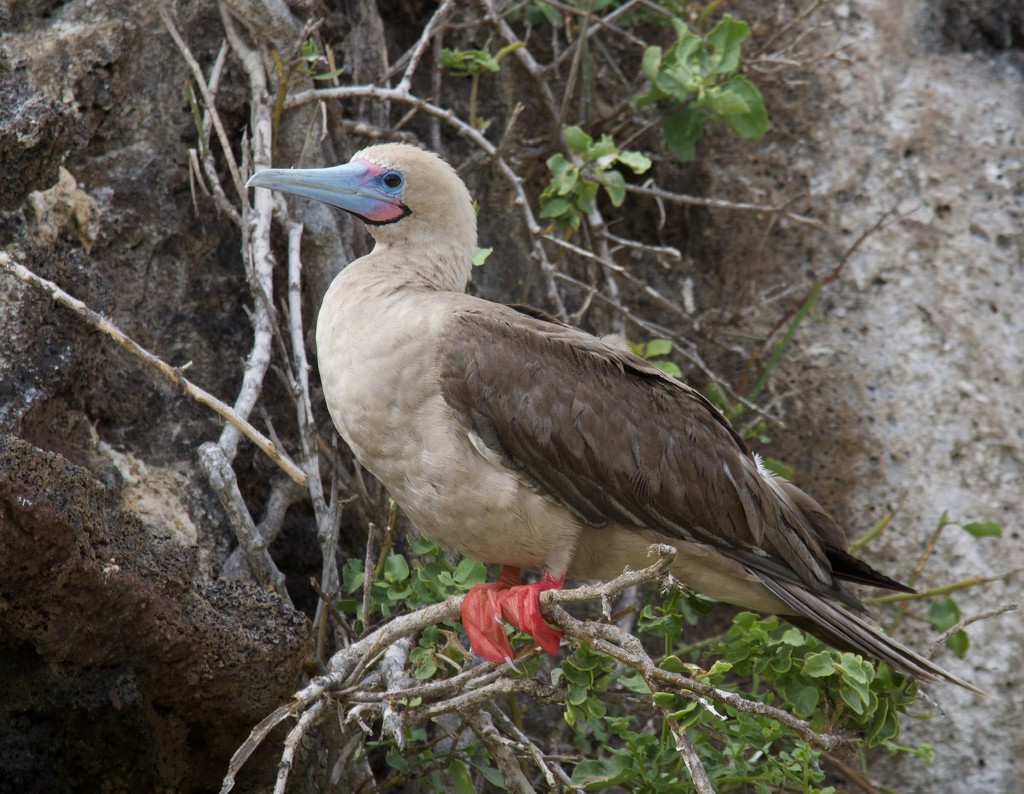 January 2019-8 Ecuador, Galápagos 7 by jqf