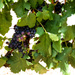 I heard it through the grapevine by Marvin Gaye https://youtu.be/YUzTr2P0AJo by ludwigsdiana