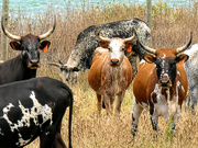 14th Jan 2019 - Nguni cattle