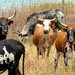 Nguni cattle by ludwigsdiana
