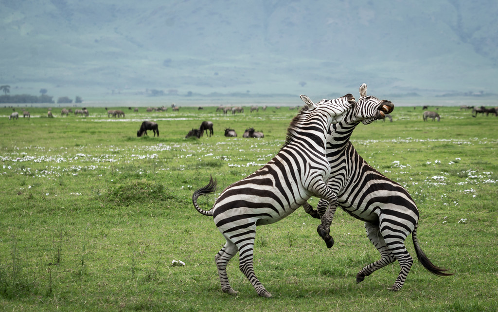 Zebra Foreplay by taffy