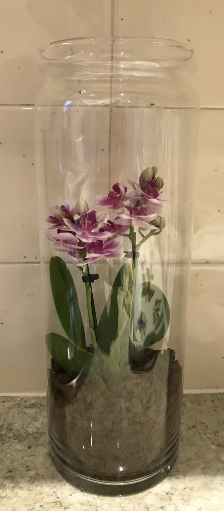 Orchid in a jar.... by anne2013