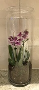 12th Jan 2019 - Orchid in a jar....