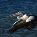 Pelican Fly By _DSC4286 by merrelyn