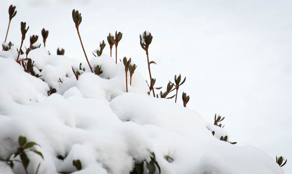 Snow on my Pieris bush by mittens