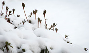 14th Jan 2019 - Snow on my Pieris bush