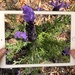 Flower iPad composite. by shutterbug49
