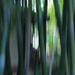 Japanese Tea House Through The Bamboo by blueberry1222