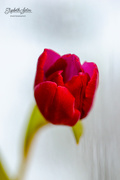 14th Jan 2019 - A tulip