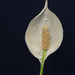 Peace lily by rumpelstiltskin