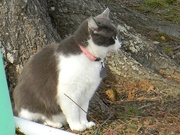3rd Apr 2013 - Cat at High Rock Lake