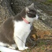 Cat at High Rock Lake by sfeldphotos