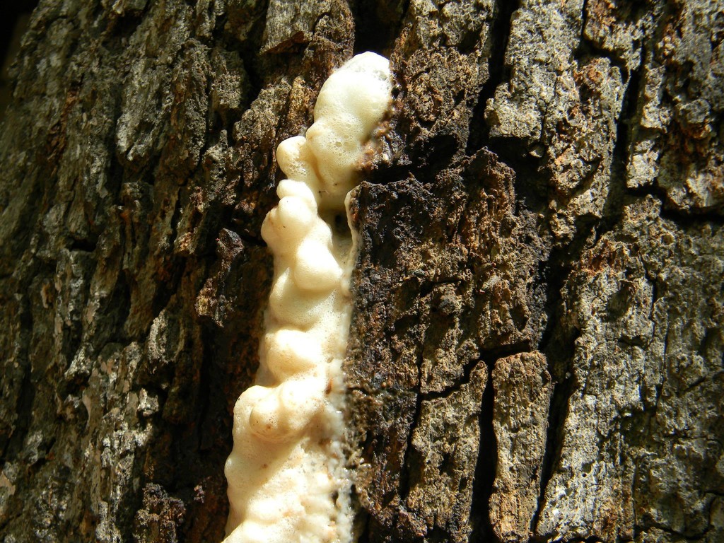 Fermenting in Tree by sfeldphotos