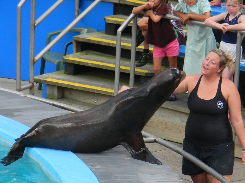 Sea Lion and Trainer at Hershey Park by sfeldphotos