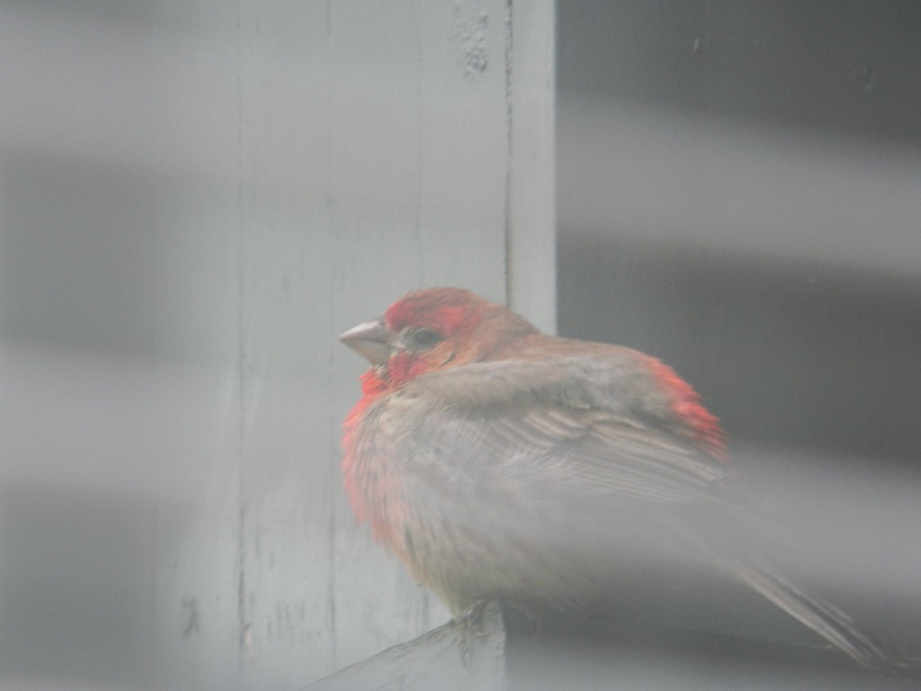 Bird Sitting in Porch by sfeldphotos