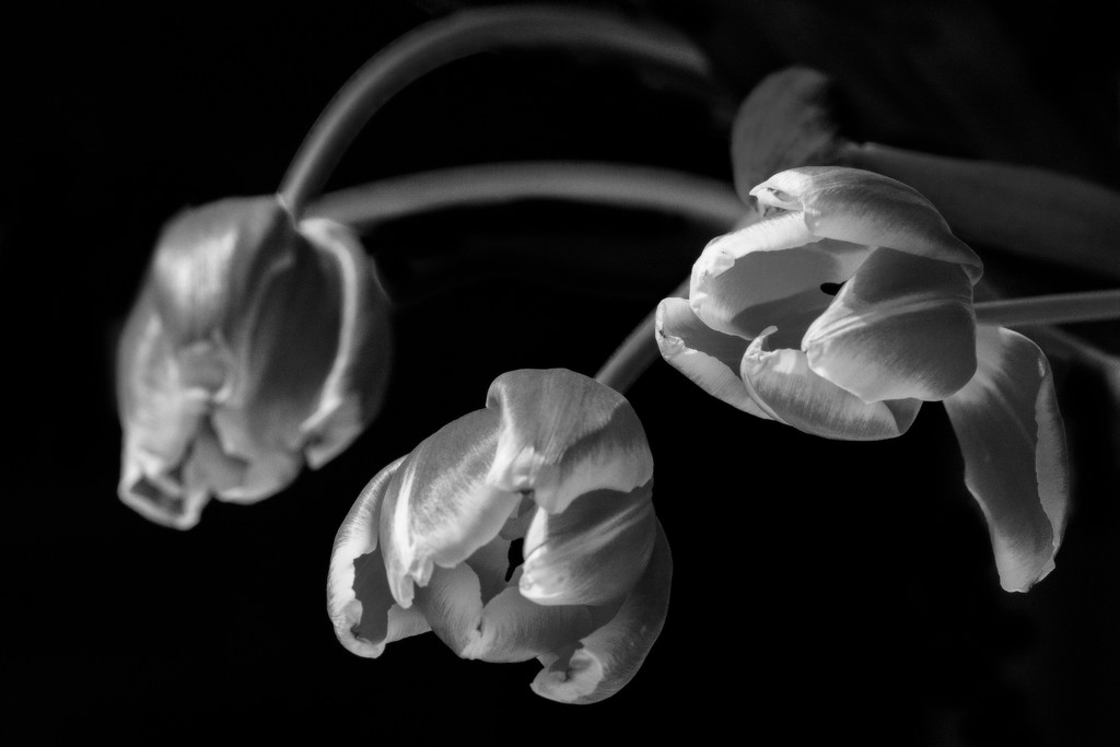 Black (and White!) Tulips by vignouse