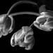 Black (and White!) Tulips by vignouse