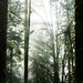 Foggy Forest by teriyakih