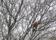 13th Jan 2019 - Cardinal in icy tree