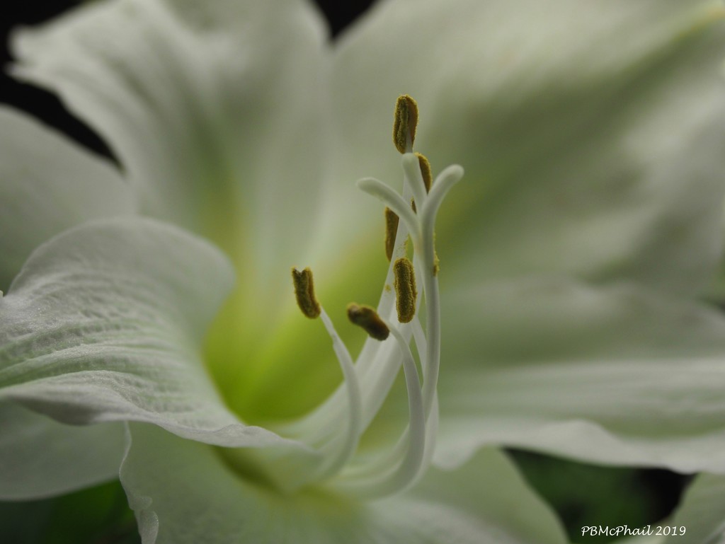 Amaryllis Bloom by selkie
