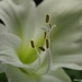 Amaryllis Bloom by selkie