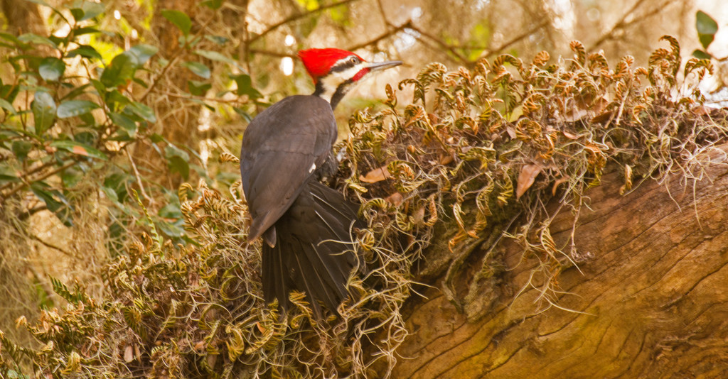 Pileated Woodpecker! by rickster549