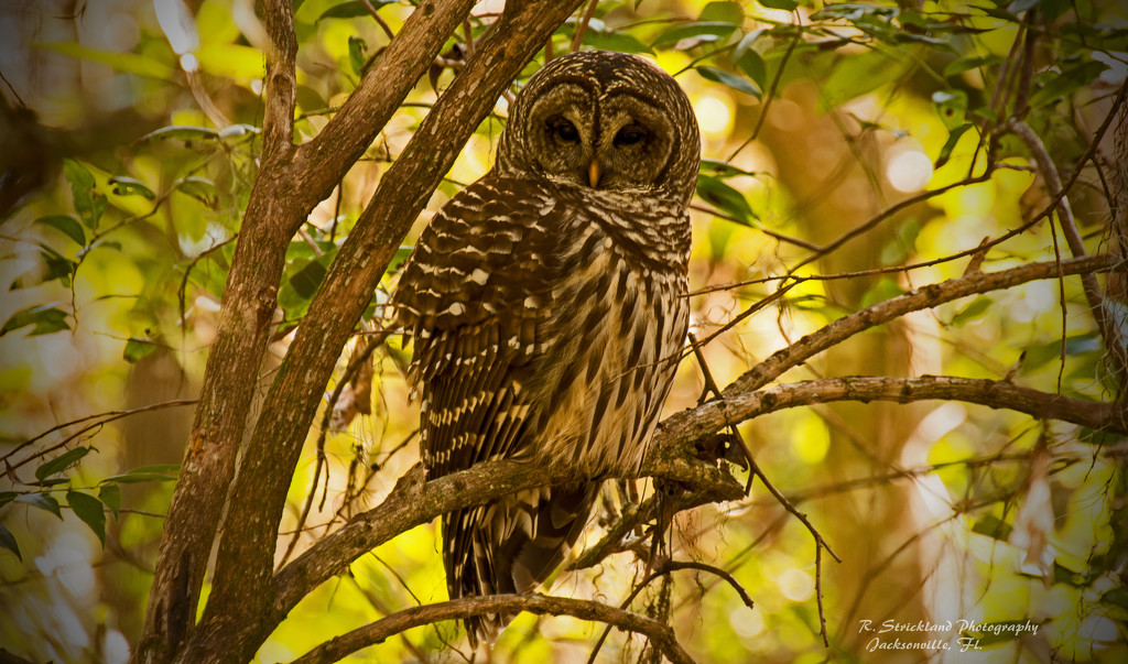 Barred Owl Awake! by rickster549