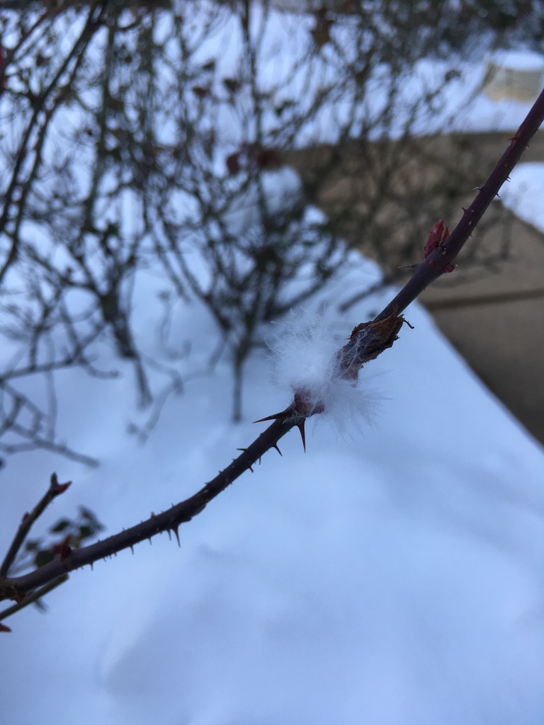 fluff caught on thorns in snow in front yard by wiesnerbeth