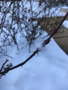 14th Jan 2019 - fluff caught on thorns in snow in front yard